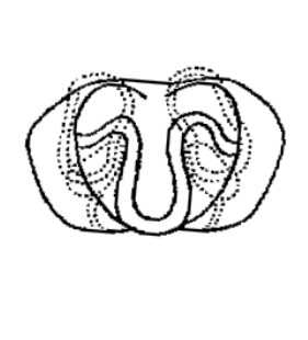 speciesimage