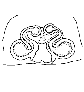 speciesimage