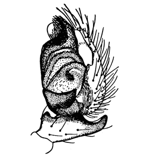 speciesimage