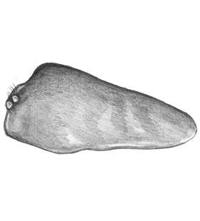 species