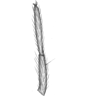 species