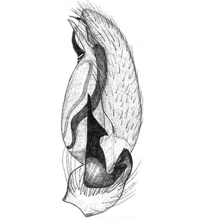 species