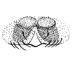 speciesimage