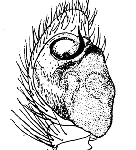 speciesimage