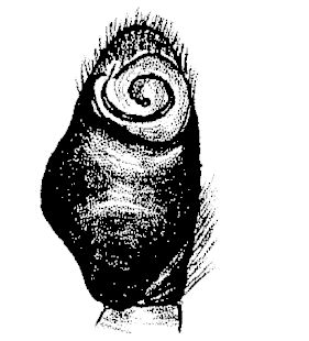speciesimage