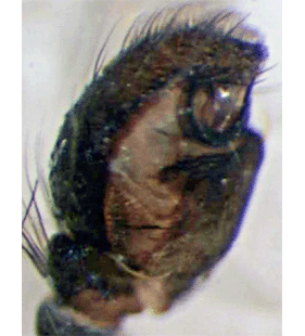 species