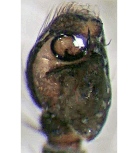 species