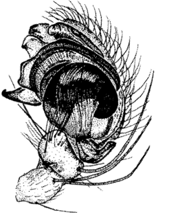speciesimage