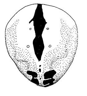 speciesimage