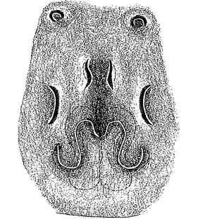 species
