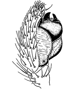 species