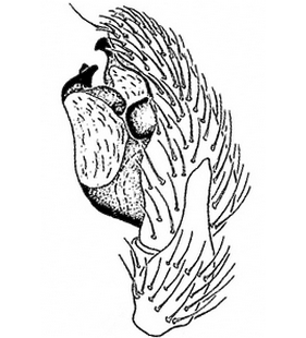 species