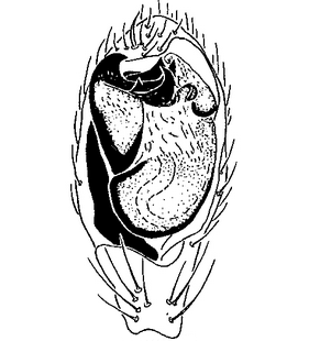 species