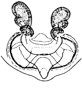 speciesimage