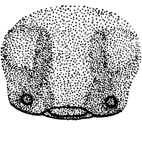 speciesimage