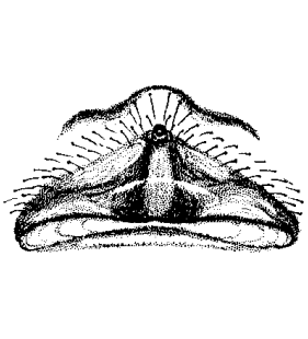 speciesimage