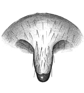 speciesimage