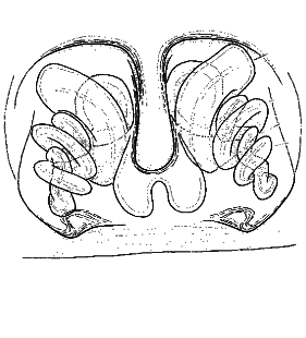 speciesimage