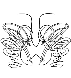 speciesimage