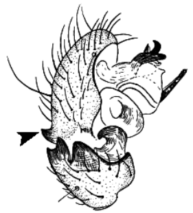 speciesimage