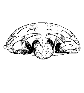 speciesimage