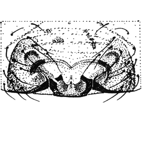 speciesimage
