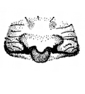 speciesimage