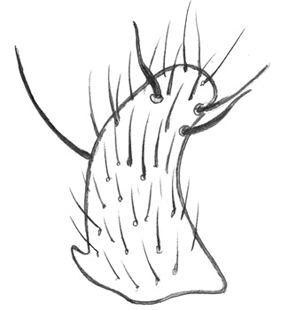 species