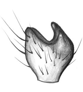 species