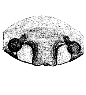 speciesimage