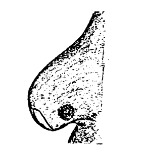 speciesimage