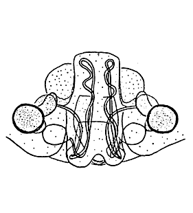 speciesimage