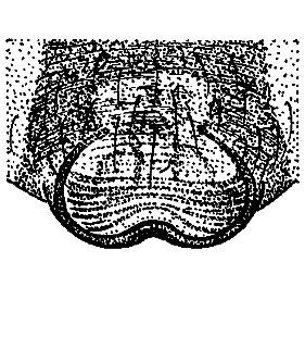 speciesimage
