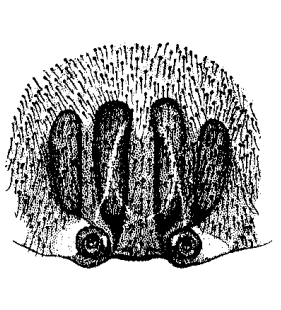 speciesimage