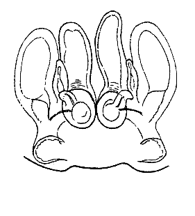 speciesimage