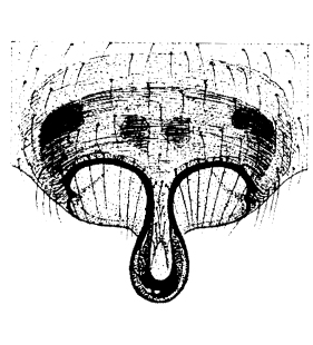 speciesimage