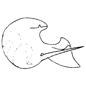speciesimage