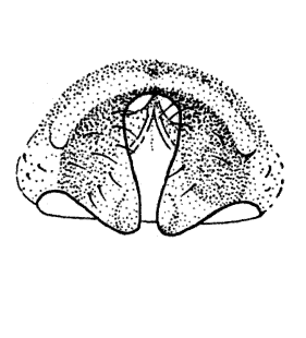 speciesimage