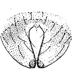 speciesimage