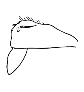 species
