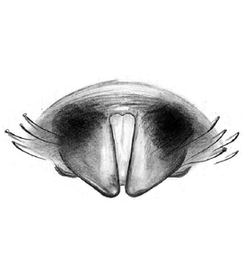 species