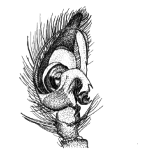speciesimage