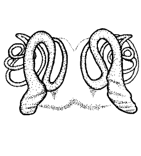 speciesimage