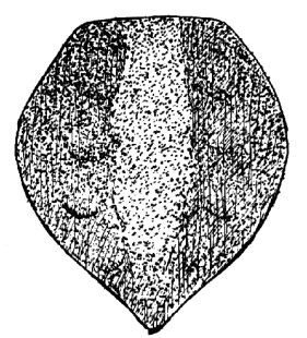 speciesimage