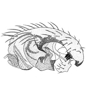 speciesimage