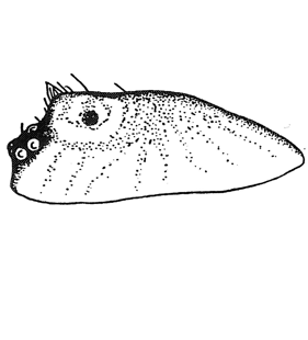 speciesimage