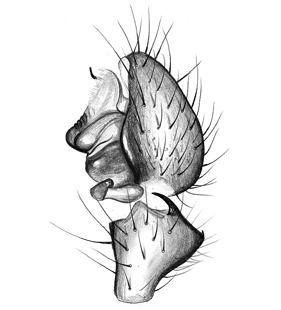 species