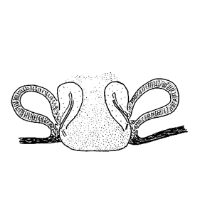 speciesimage