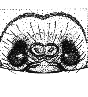 speciesimage