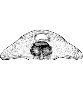 speciesimage
